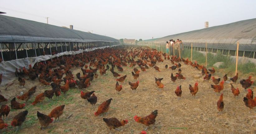 Cheng Lili, Peternak Ayam Resmi Jadi Miliarder Baru di China