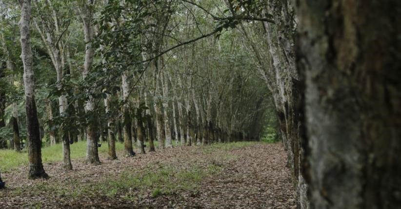 Setelah CPO, Pengusaha Minta Biji Karet Dimanfaatkan Jadi Bahan Bakar
