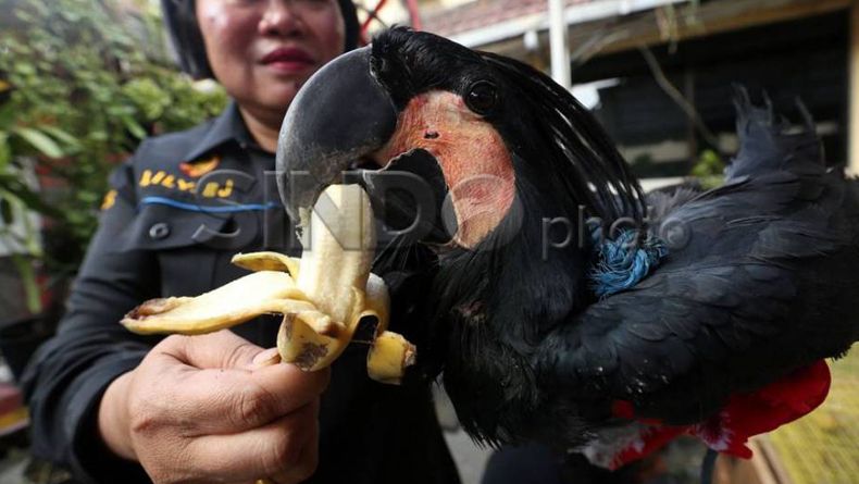 Tangkap Pemburu Satwa Langka, TNI Amankan Kakatua Raja 
