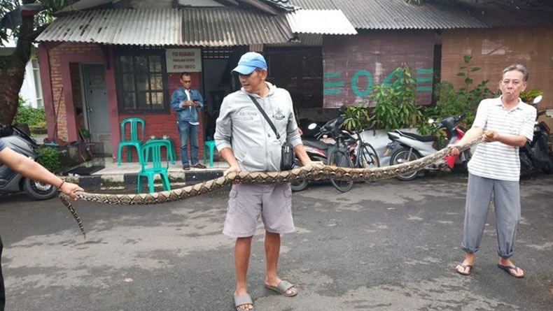 Ular Piton 4 Meter Gegerkan Warga Pamulang Estate