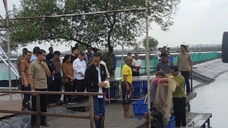 Jokowi Berdarah-darah Memanen Udang di Muara Gembong, Bekasi