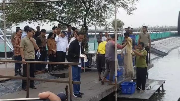 Tanpa Motor Trail, Jokowi Jalan Kaki 1,5 Km Panen Udang Muara Gembong