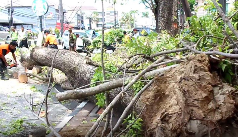 Tak Ada Angin, Pohon Tumbang Timpa 2 Mobil di Jalan Bypass Kuta Bali