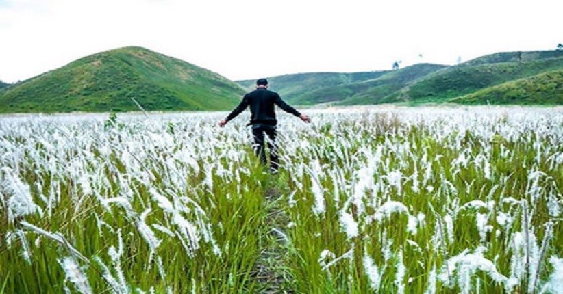Awal 2020, Intip Keindahan Savana Ilalang yang Bermekaran di Gunung Ijen