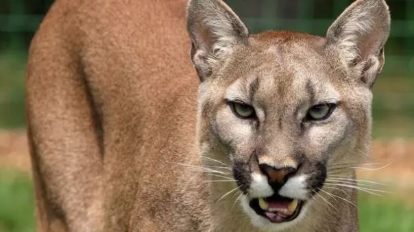 3 Singa Gunung di AS Ditembak Mati Setelah Makan Sisa-Sisa Jenazah Manusia