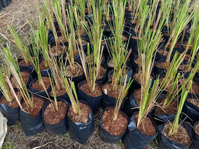 Mengenal Vetiver, Tanaman yang Diusulkan Kepala BNPB Dapat Mencegah Longsor