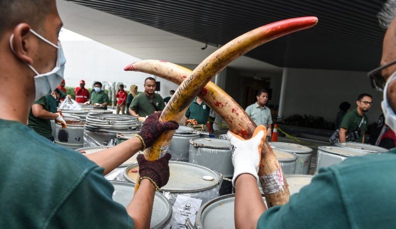 Pasutri WNI Ditangkap di Malaysia atas Kepemilikan 4 Gading Gajah