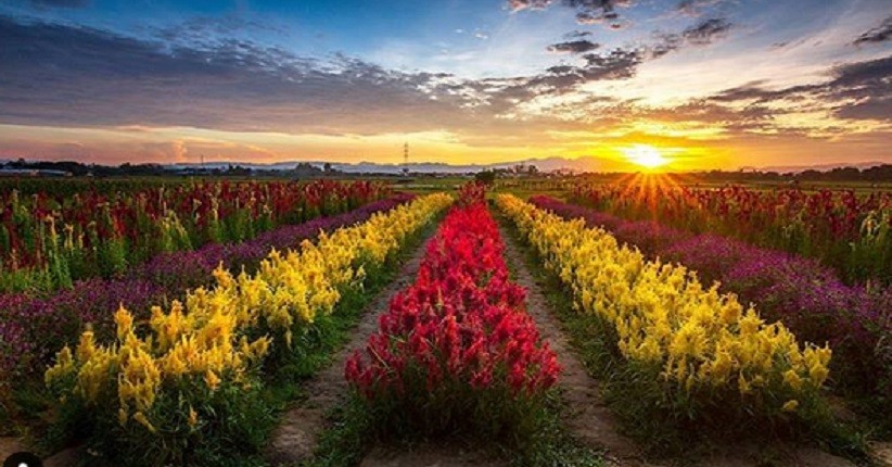 Wisata Baru di Gowa, Rainbow Garden Terlihat Instagramable Mirip Keukenhof Belanda