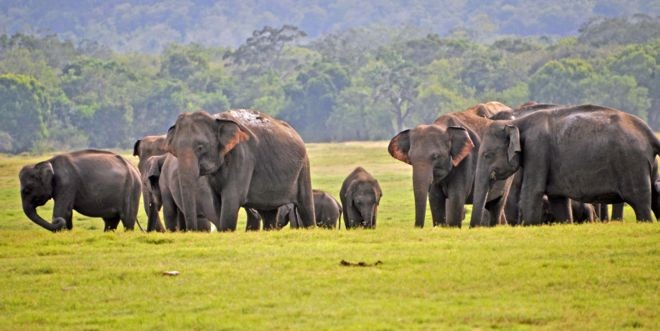 Angka Kematian Gajah di Sri Lanka Tembus Rekor pada 2019