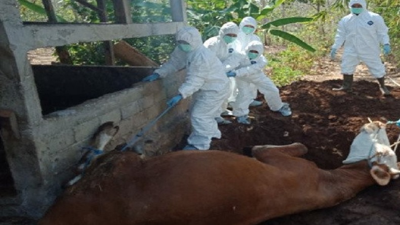 Dinas Pertanian Gunungkidul Catat 168 Hewan Ternak Mati, 6 Positif Antraks