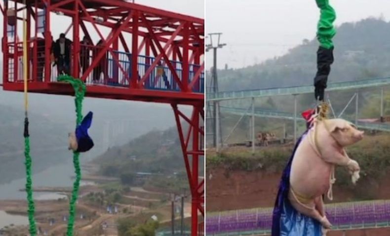 Babi Dipaksa Bungee Jumping di China Picu Kemarahan Netizen dan Pemerhati Satwa
