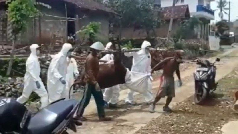 Kematian Ternak Meningkat, Dinas Pertanian dan Pangan: Tidak Semua Kena Antraks