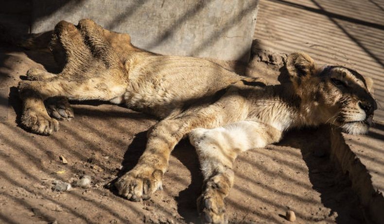 Viral Singa di Kebun Binatang Ini Kelaparan, Tinggal Kulit Pembungkus Tulang
