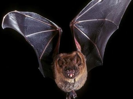 Kasus Pertama sejak 1954, Pensiunan Tewas akibat Virus Rabies Gigitan Kelelawar