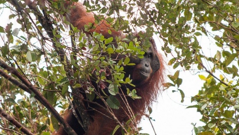 Hari Orang Utan Sedunia, DPR Dorong Pemerintah Tingkatkan Konservasi Habitat