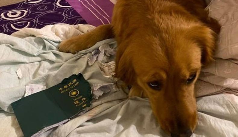 Paspor Disobek Anjing, Perempuan Ini Gagal ke Wuhan dan Terhindar dari Virus Korona