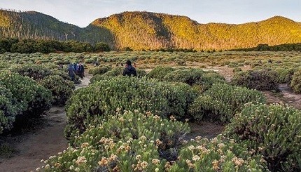 Mengintip Keindahan Hamparan Bunga Edelweiss di Puncak Gunung Papandayan