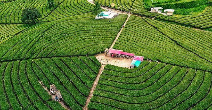 Ide Liburan di Bandung, Indahnya Perkebunan Teh Kertamanah yang Terlihat Eksotis