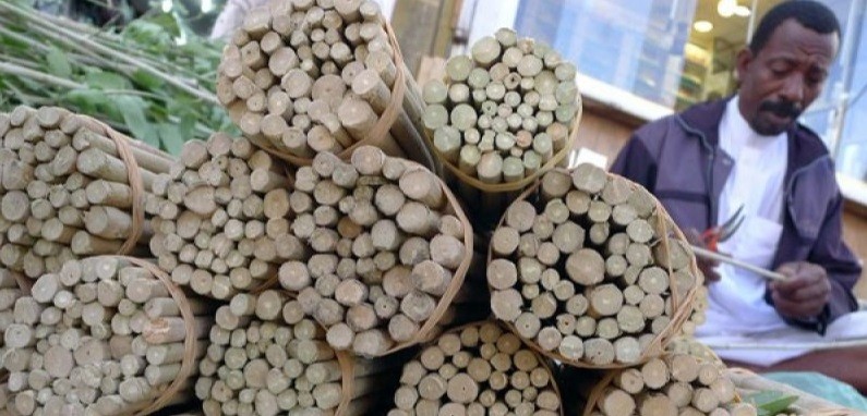 Menguak Manfaat Siwak untuk Kesehatan Gigi dan Mulut