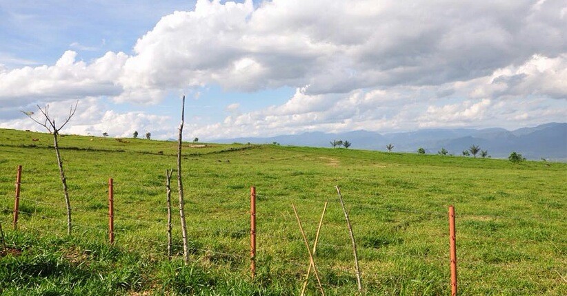 Terpikat Keindahan Hamparan Rumput Mangateh di Sumbar, Eksotis Mirip New Zealand