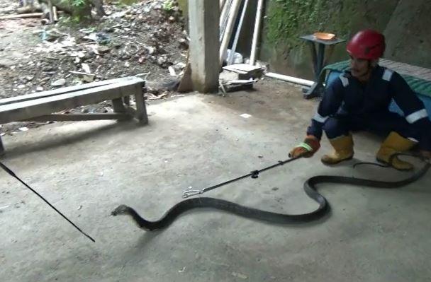 Hi, Ular Kobra Sembunyi di Saluran Air, Pemilik Rumah di Cimahi Panik