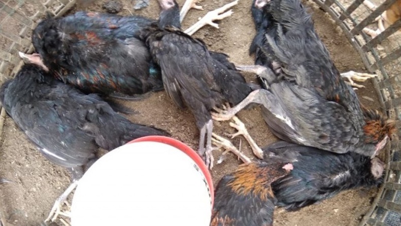 Ratusan Ayam Mati Mendadak, Flu Burung Kembali Muncul di Palembang