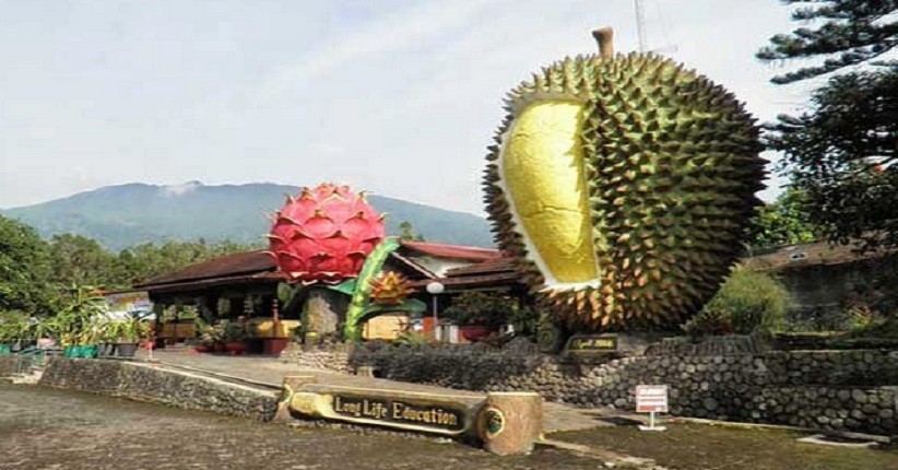 Kebun Durian Warso Farm, Wisata Petik Buah dan Kulineran Terpopuler di Bogor