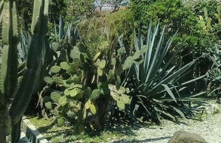Taman Meksiko, Wisata ala Gurun di Tengah Kota Bogor