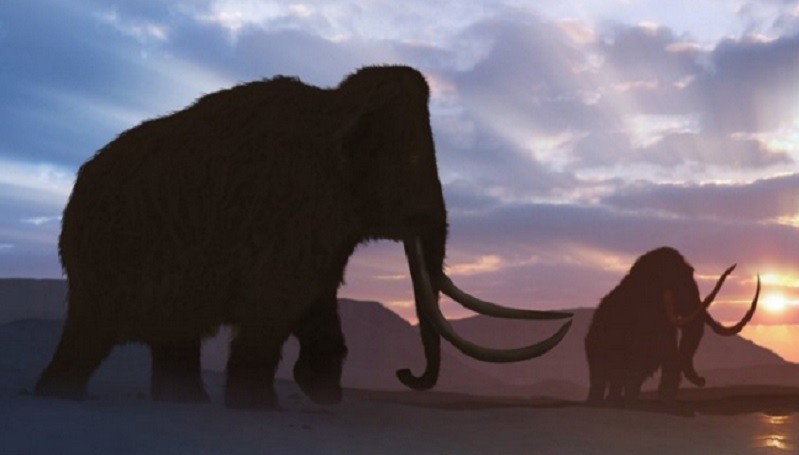 Mammoth Berbulu Terakhir di Bumi Ternyata Mempunyai Masalah Genetik