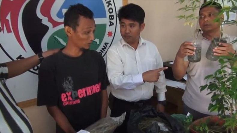 Tanam Ganja di Belakang Rumah, Pemuda di Mandailing Natal Ditangkap Polisi