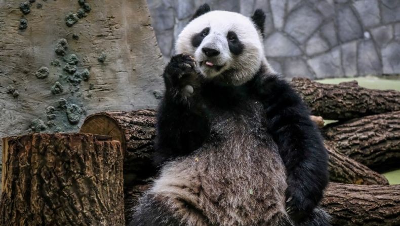 China Bikin Video Panda Menggemaskan untuk Hibur Pasien Virus Korona