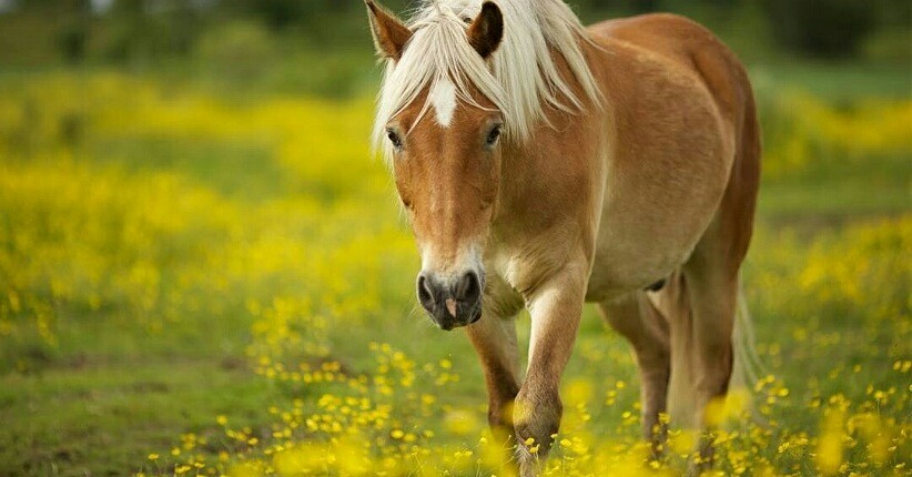 Bogor Mini Zoo, Wisata Seru Bermain dengan Hewan Lucu di Alam Terbuka
