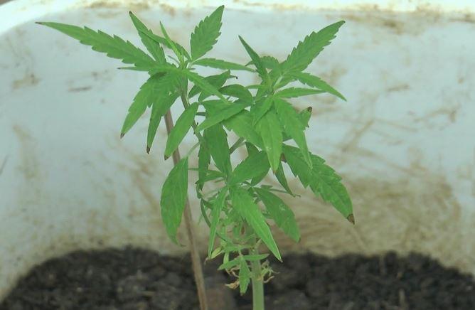 Tanam Ganja, Seorang Pria di Kemang Dibekuk Polisi