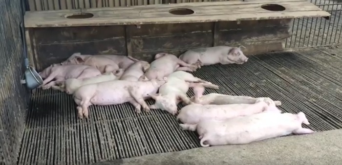 116 Babi di Buleleng Bali Mati Mendadak, Penyebabnya Masih Misteri