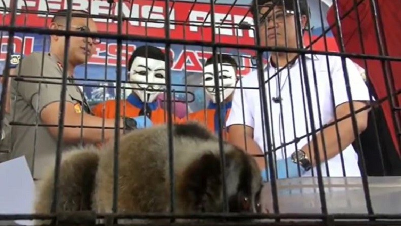 2 Penjual Hewan Langka di Batu Ditangkap, Seekor Kukang Jawa dan Kadal Panana Diamankan