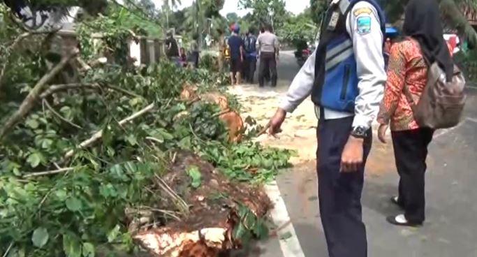 Hujan Deras, Pohon Tumbang Timpa Warga di Pangandaran