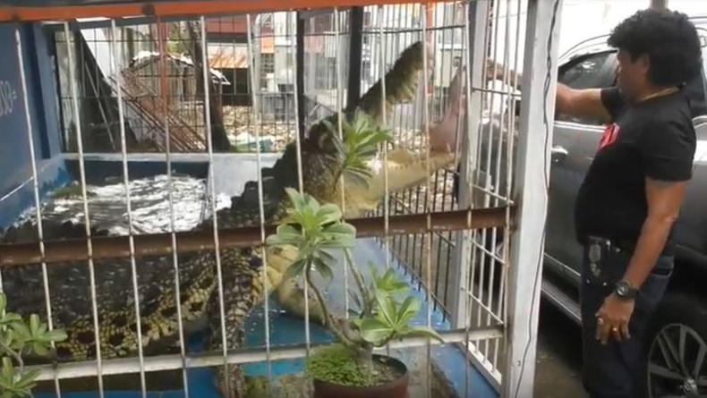 Ngeri, Warga Makassar Pelihara Buaya Seberat 1 Ton dalam Rumah