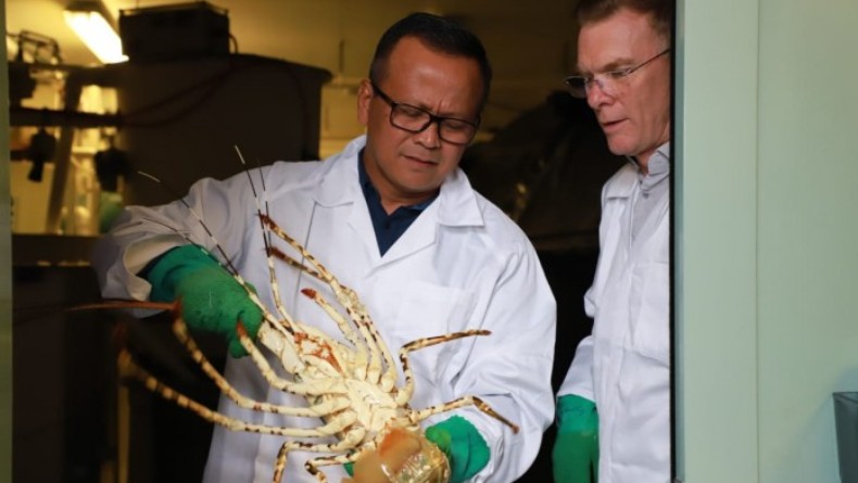 Edhy Prabowo: Prioritas Pemerintah Budi Daya Lobster, Bukan Ekspor Benih