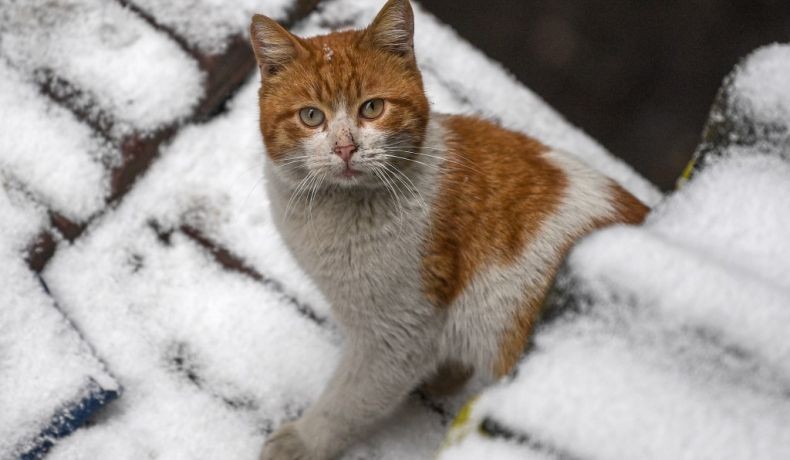 2 Kucing di AS Terinfeksi Corona, Ahli Pastikan Hewan Tak Tularkan Virus ke Manusia
