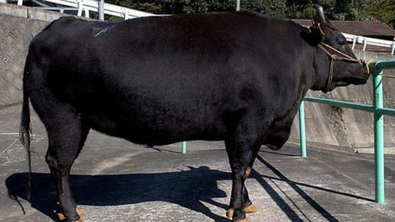 Pulau Sumba NTT Ditetapkan Jadi Sentra Pengembangan Sapi Wagyu