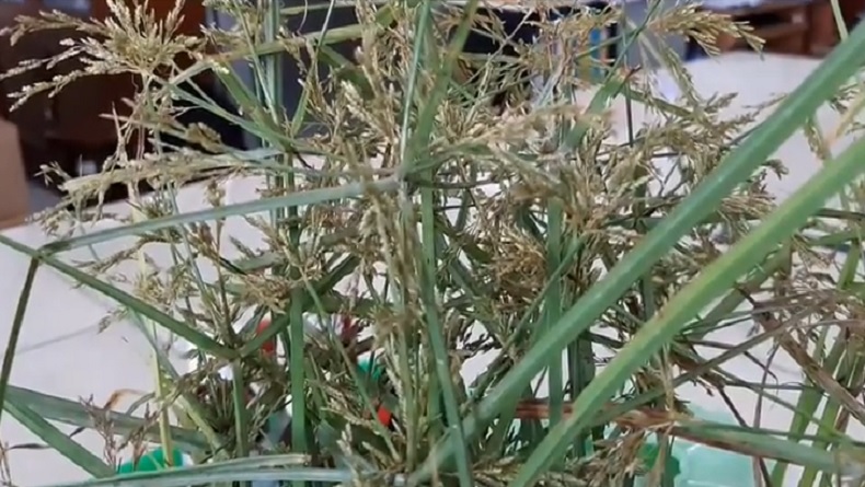Dosen UMS Temukan Kandungan Bakteri Antibiotik di Rumput Teki