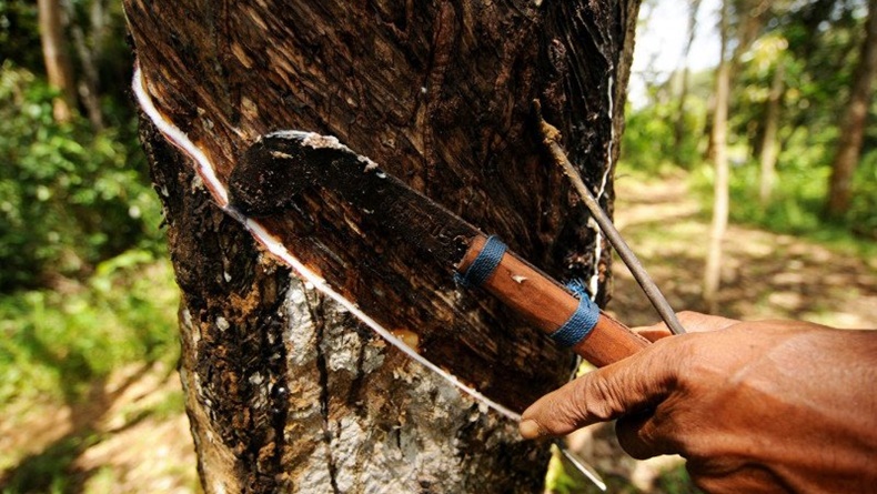 Harga Getah Karet di Mesuji Naik Jadi Rp11.000, Petani Semringah