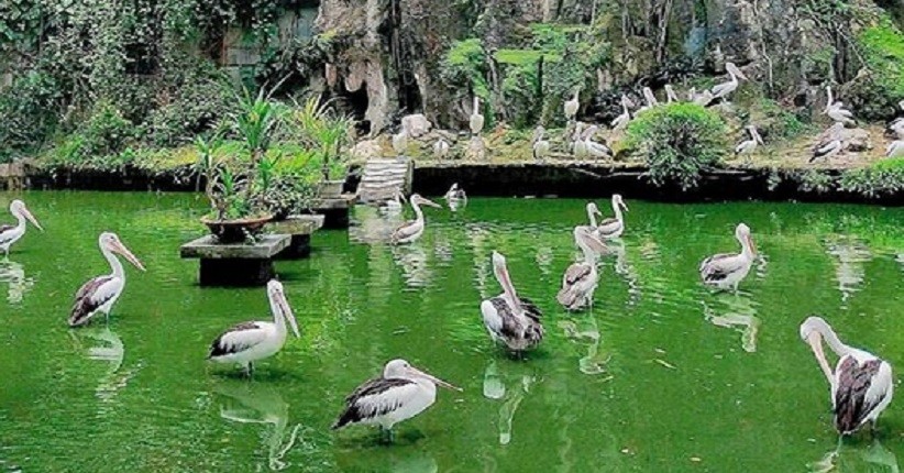 Wisata di Kebun Binatang Ragunan, Bisa Lihat Reptil Unik hingga Gorila Afrika