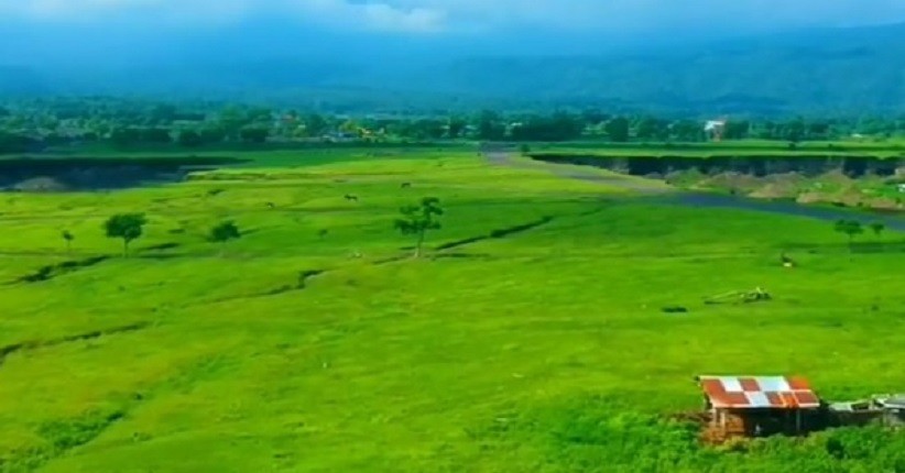 Mengintip Keindahan Savana Tianyar, Hamparan Padang Rumput ala Afrika di Bali