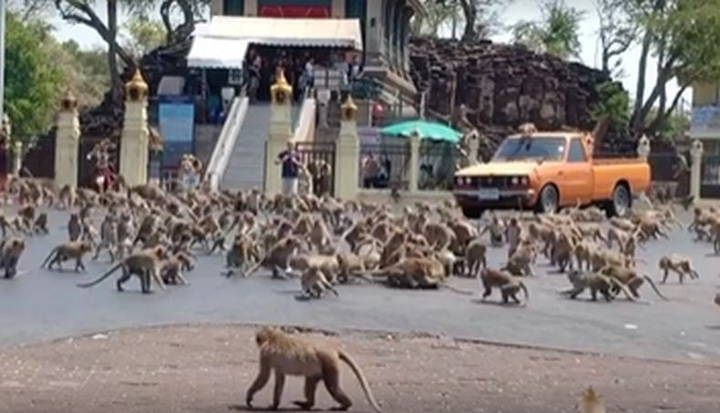 Viral, Ratusan Monyet Tawuran di Jalanan Thailand