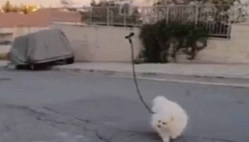 Kreatif, Drone Digunakan untuk Ajak Anjing Jalan-Jalan saat Lockdown