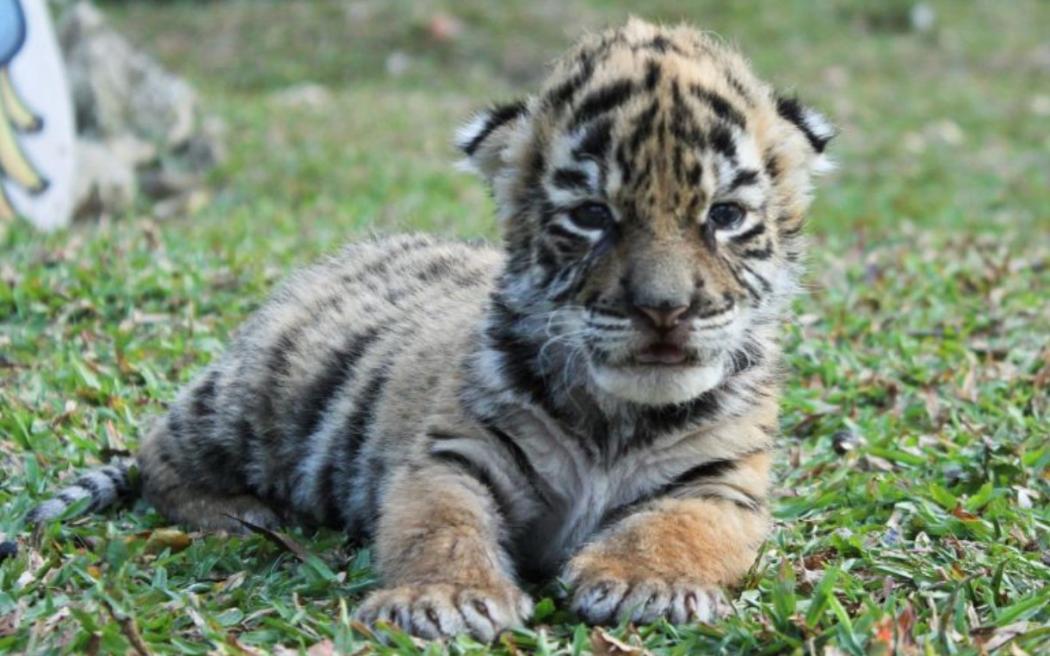 Lahir saat Wabah Virus Corona, Harimau Lucu Ini Diberi Nama Covid