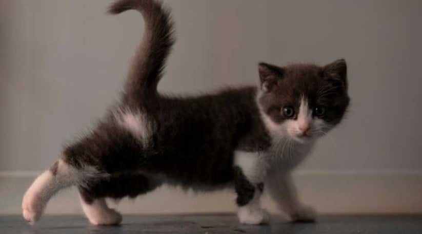 Bagaimana Virus Corona Menginfeksi Kucing dan Anjing?