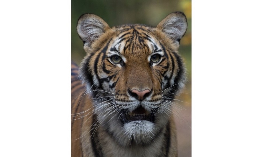 Kabar Gembira, Kondisi Nadia Harimau yang Terinfeksi Virus Corona Membaik