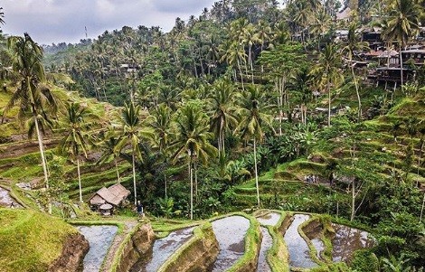 5 Lokasi Wisata Murah di Bali, Nomor 1 Tegallalang yang Menenangkan Pikiran